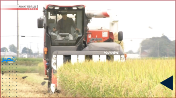 تعزيز الإنتاج.. سلاسل التجزئة والمطاعم اليابانية تستثمر في زيادة إنتاج الأرز الخاص بها